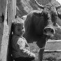 Deček, Ambrož pod Krvavcem, 1949. Fond Božo Štajer, črno-beli negativ, leica.
Small boy, Ambrož pod Krvavcem, 1949. Božo Štajer Fund, black and white negative, Leica
